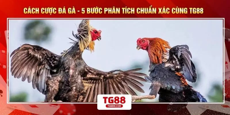 Cách Cược Đá Gà - 5 Bước Phân Tích Chuẩn Xác Cùng TG88