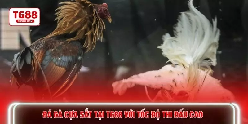 Đá gà cựa sắt tại TG88 với tốc độ thi đấu cao